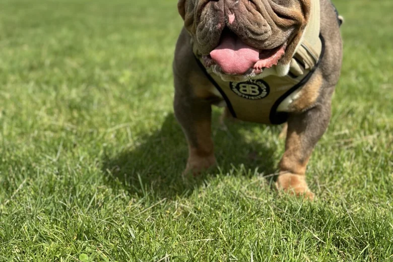 English Bulldog