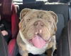 English Bulldog