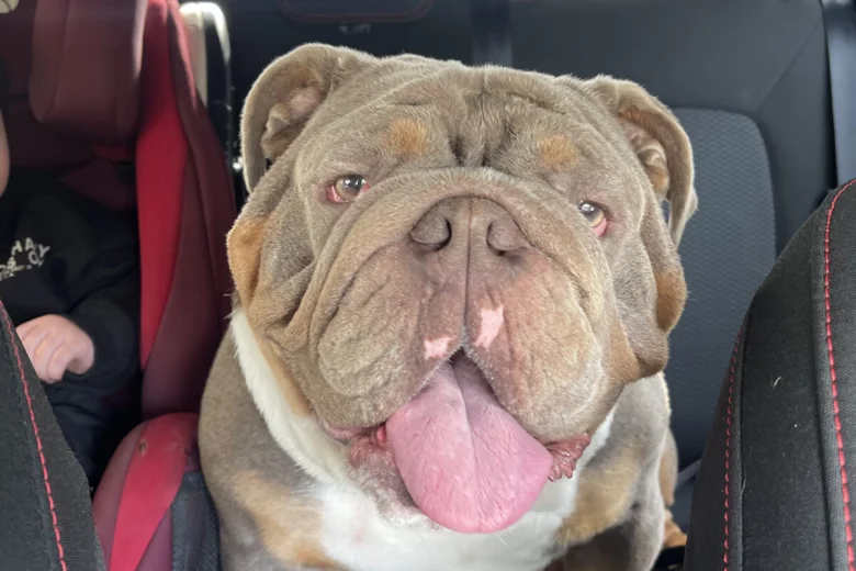 English Bulldog