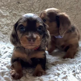 Dachshund (Standard &amp; Miniature) - Both