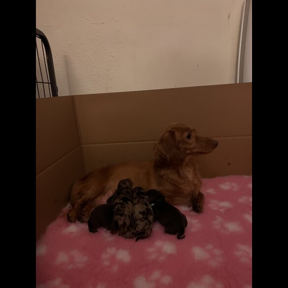 Dachshund (Smooth Haired) - Both