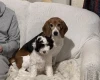 Cockapoo