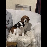 Cockapoo