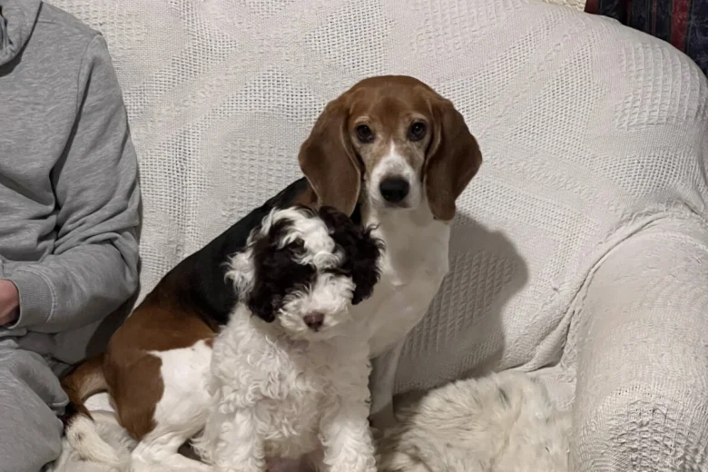 Cockapoo