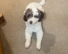 Cockapoo