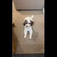 Cockapoo