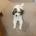 Cockapoo