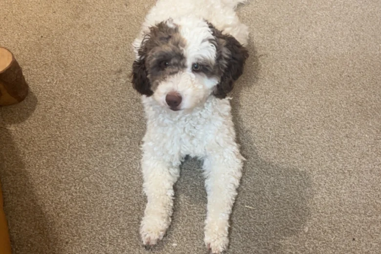 Cockapoo