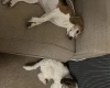 Cockapoo