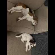 Cockapoo
