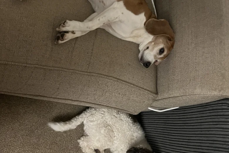 Cockapoo