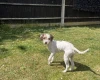 Cockapoo