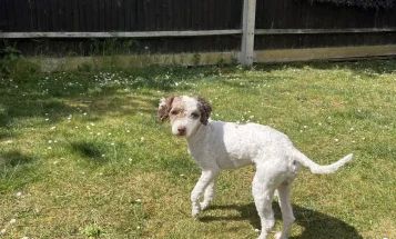 Cockapoo