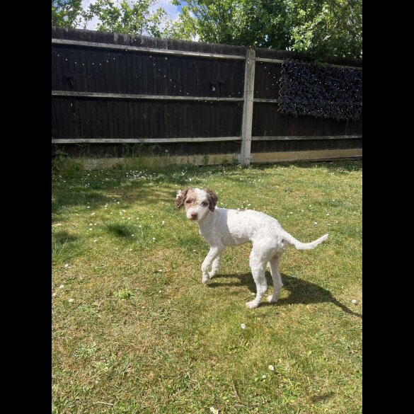 Cockapoo