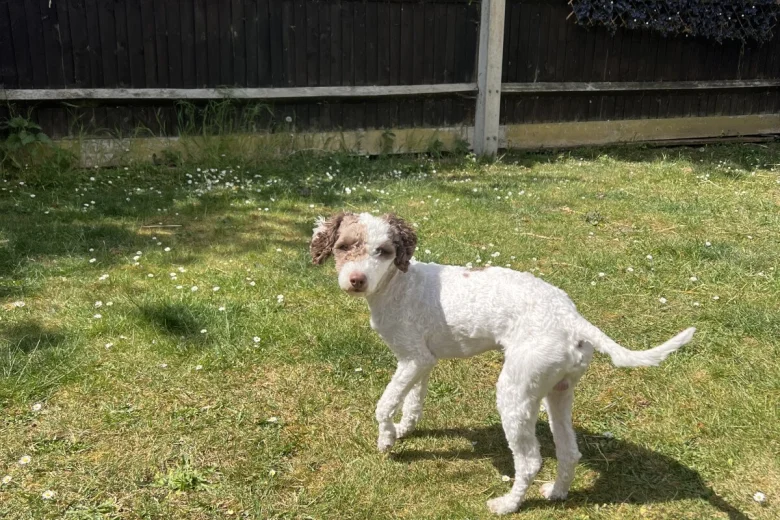 Cockapoo