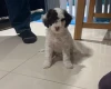 Cockapoo