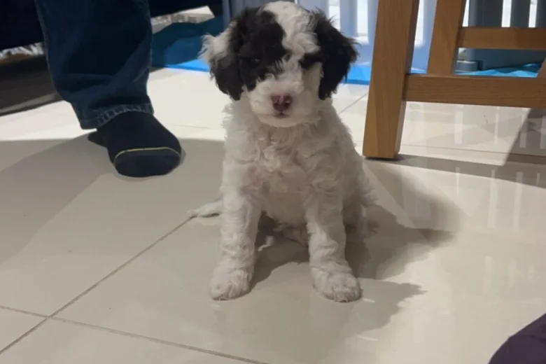 Cockapoo
