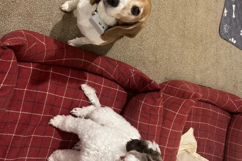 Cockapoo