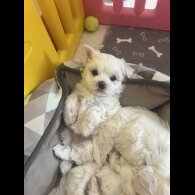 Maltese - Both