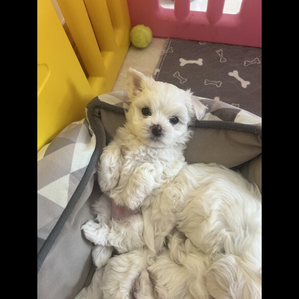 Maltese - Both
