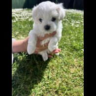 Maltese - Both