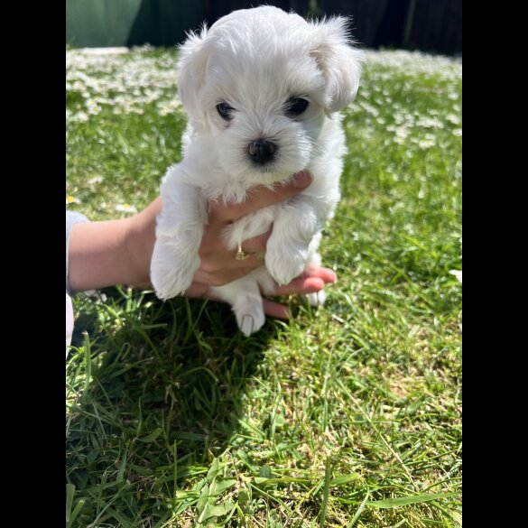 Maltese - Both