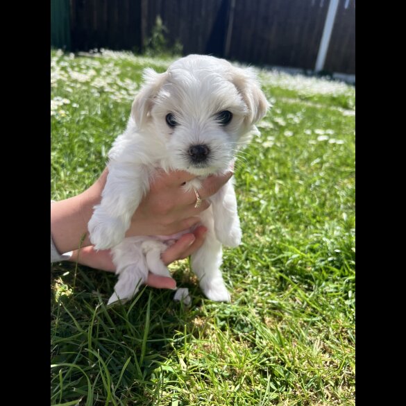 Maltese - Both