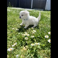 Maltese - Both