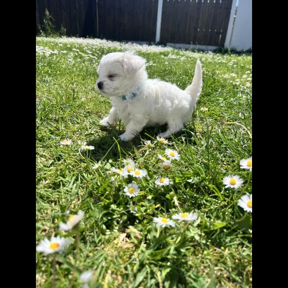 Maltese - Both
