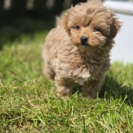 Maltipoo - Both