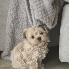 Maltipoo - Both