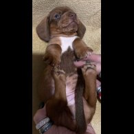 Dachshund (Standard &amp; Miniature) - Both