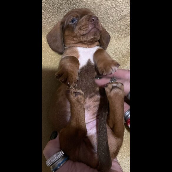 Dachshund (Standard &amp; Miniature) - Both