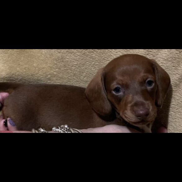 Dachshund (Standard &amp; Miniature) - Both