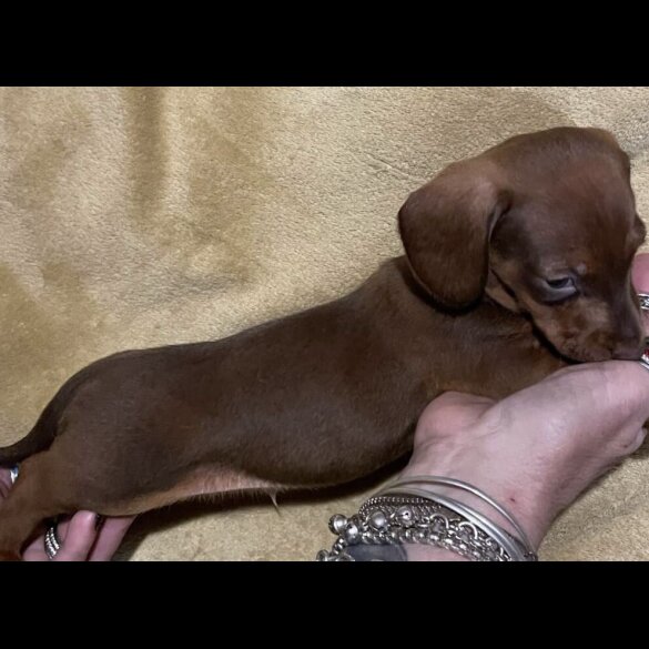 Dachshund (Standard &amp; Miniature) - Both