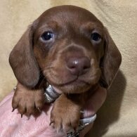 Dachshund (Standard &amp; Miniature) - Both