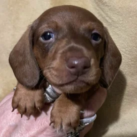Dachshund (Standard &amp; Miniature) - Both
