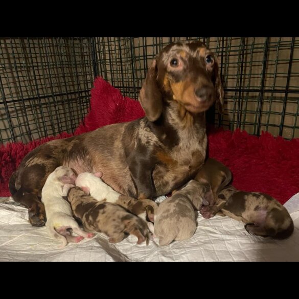 Dachshund (Standard &amp; Miniature) - Both