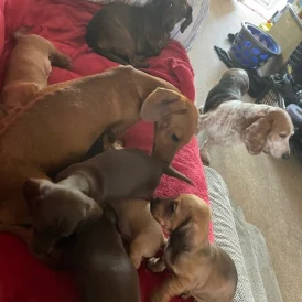 Dachshund (Standard &amp; Miniature) - Dogs