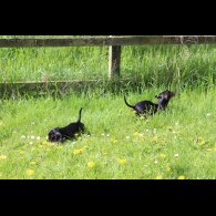 Dachshund (Standard &amp; Miniature) - Both