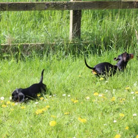 Dachshund (Standard &amp; Miniature) - Both