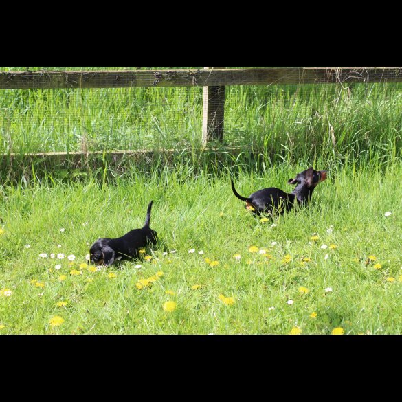 Dachshund (Standard &amp; Miniature) - Both