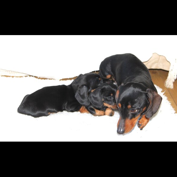 Dachshund (Standard &amp; Miniature) - Both