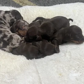 Dachshund (Standard &amp; Miniature) - Both