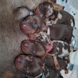 Dachshund (Standard &amp; Miniature) - Both