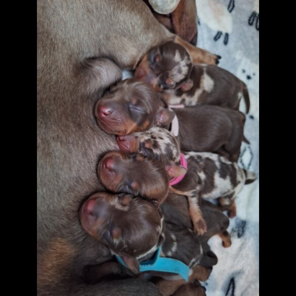 Dachshund (Standard &amp; Miniature) - Both