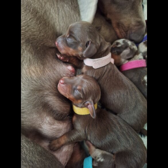 Dachshund (Standard &amp; Miniature) - Both