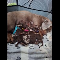 Dachshund (Standard &amp; Miniature) - Both
