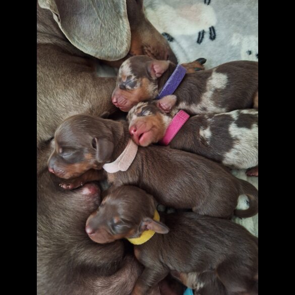 Dachshund (Standard &amp; Miniature) - Both