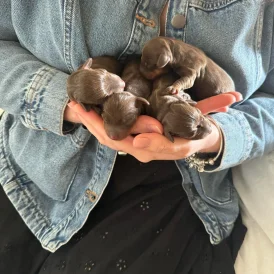 Dachshund (Standard &amp; Miniature) - Both
